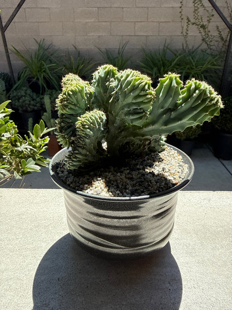 Myrtillocactus Geometrizans 'Elite' – Crested Blue Myrtle Cactus