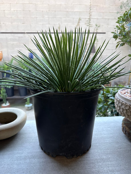 Agave geminiflora – Twin-Flowered Agave