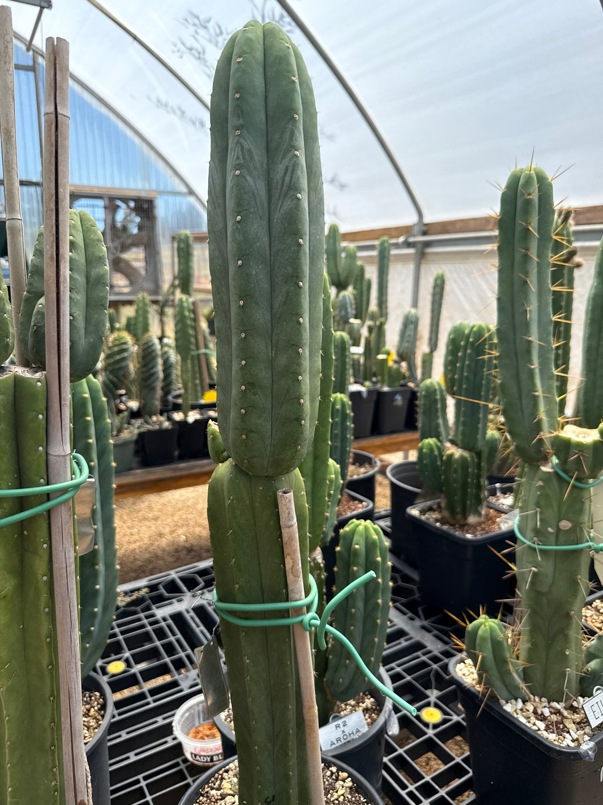 Juanita (Cuttings)