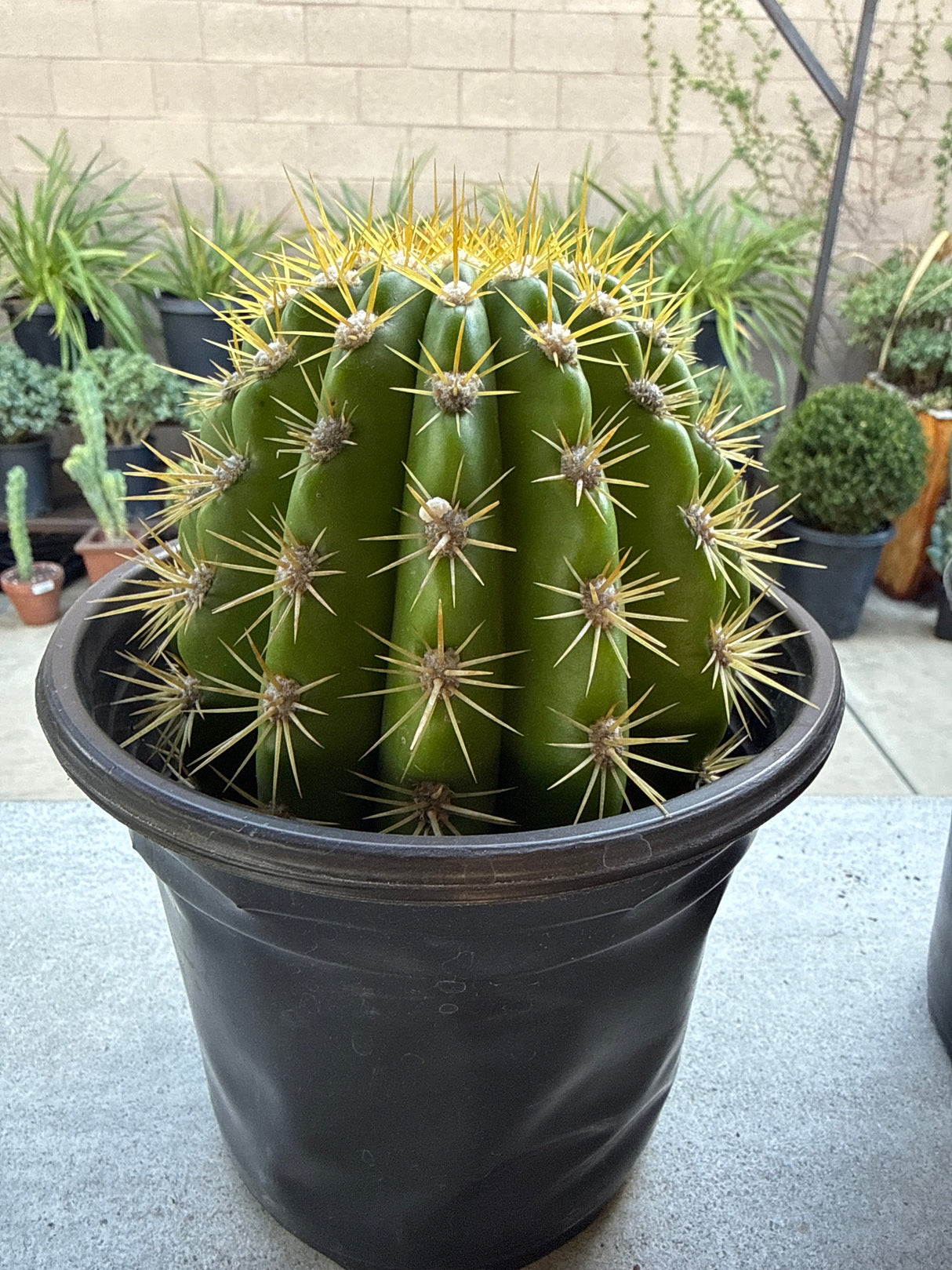 Echinopsis 'Sun Goddess' – Giant White Blooming Cactus