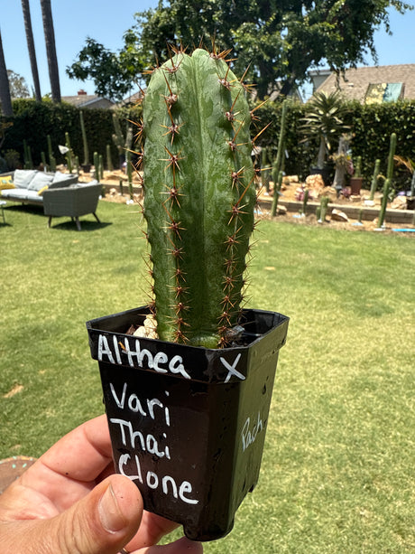 Althea x Vari Thai Clone (Yearlings)