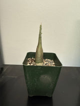 Adenia Venenata – Pachycaul Caudiciform Succulent