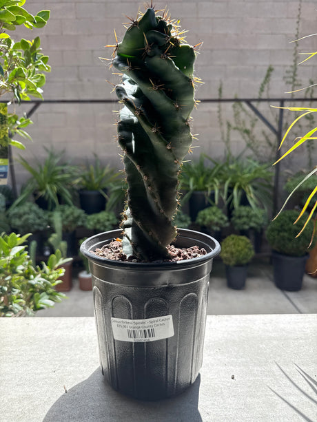 Cereus forbesii 'Spiralis' - Spiral Cactus