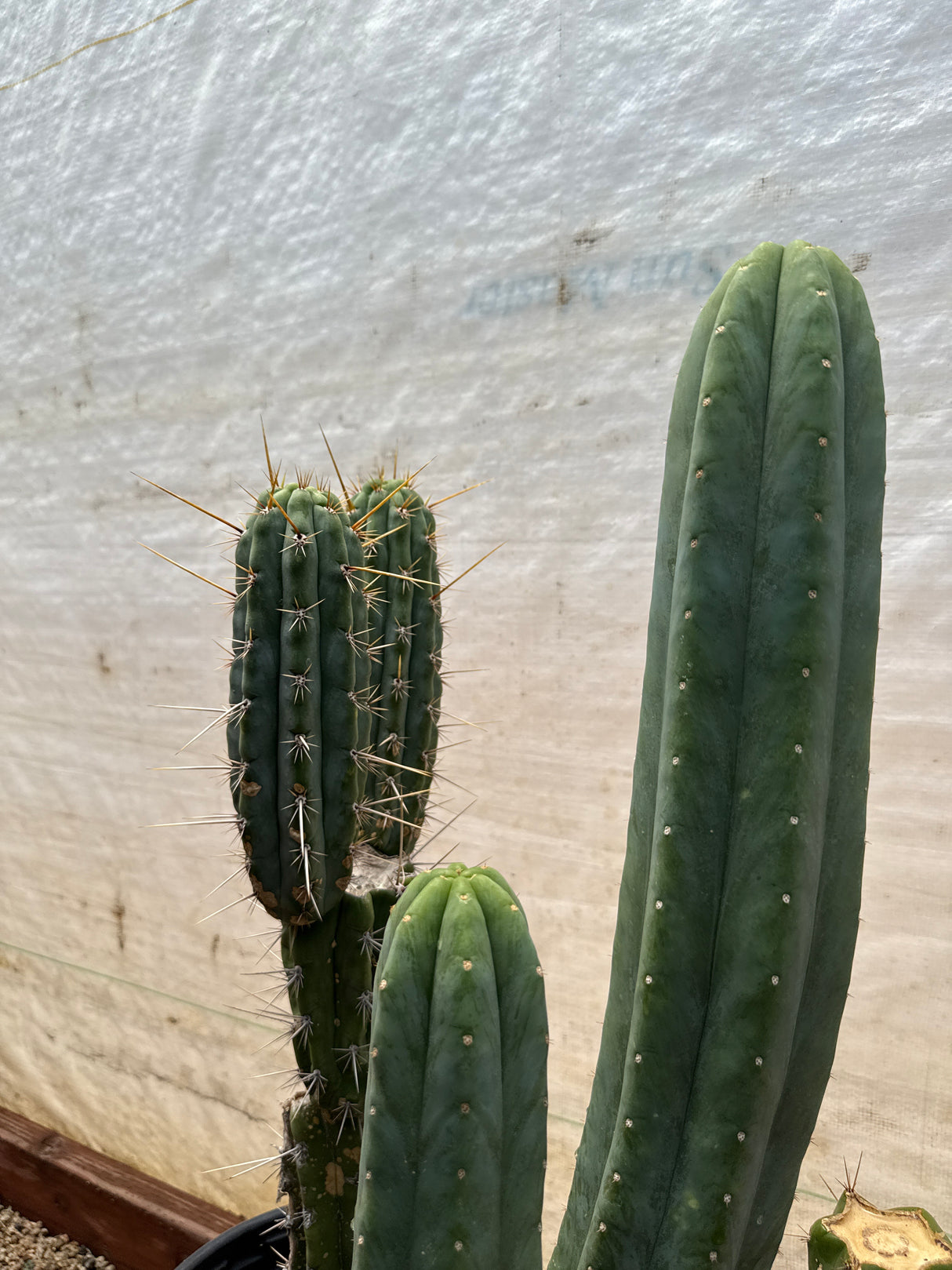 Guru and Cuzcoensis  (2 in 1) (Rooted Plants)