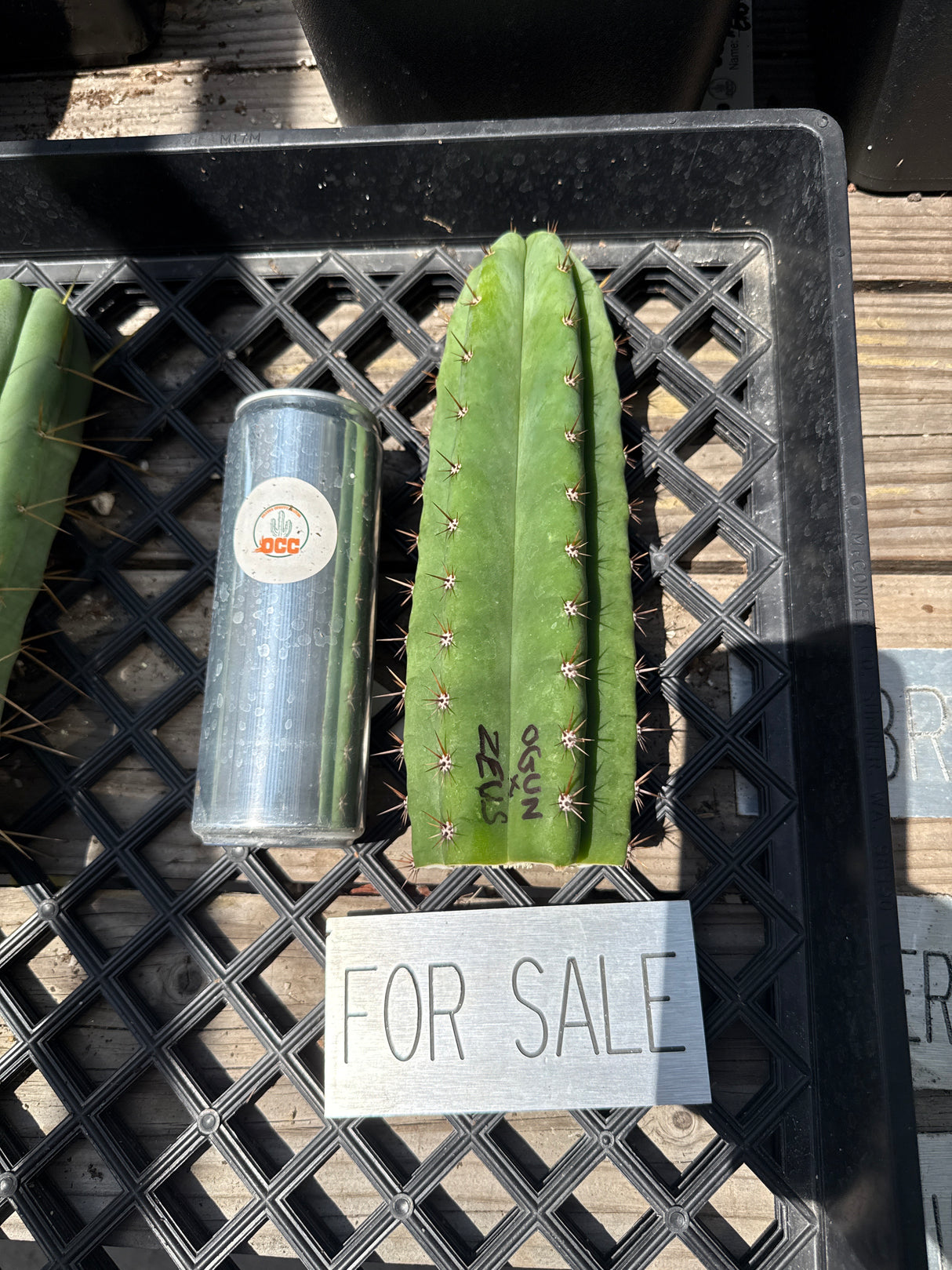 Ogun x Zeus - 'Pheno A' (Cuttings) - Plantstock