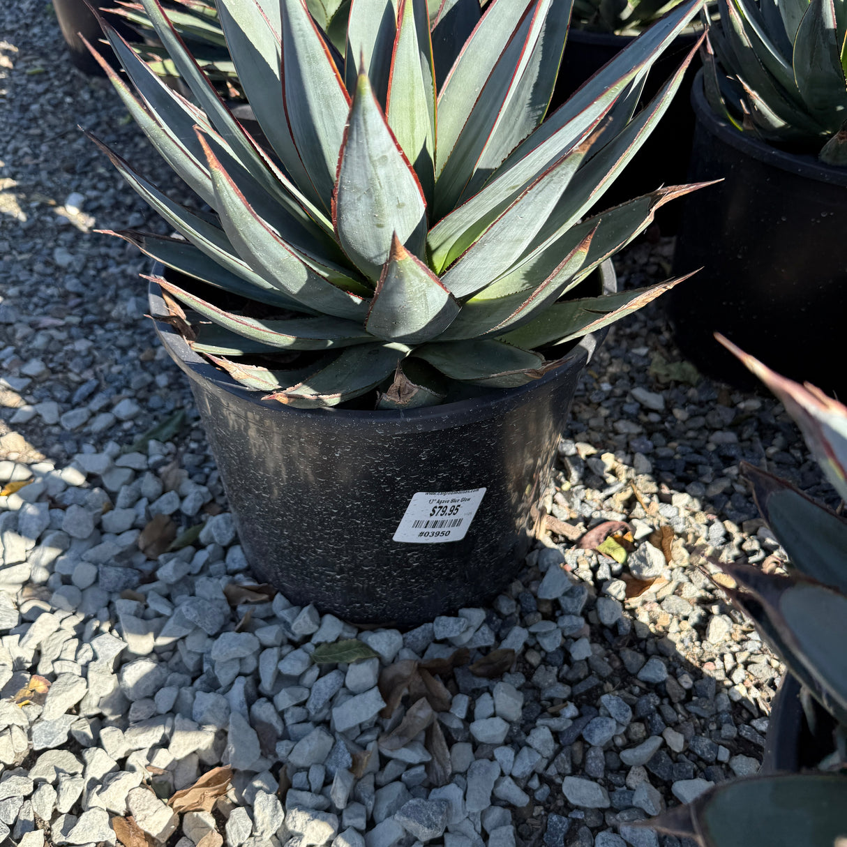 Agave 'Blue Glow'