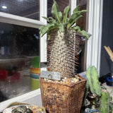 Pachypodium Namaquanum