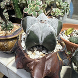 Astrophytum Myriostigma