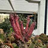 Euphorbia Abdelkuri, (Red Form)