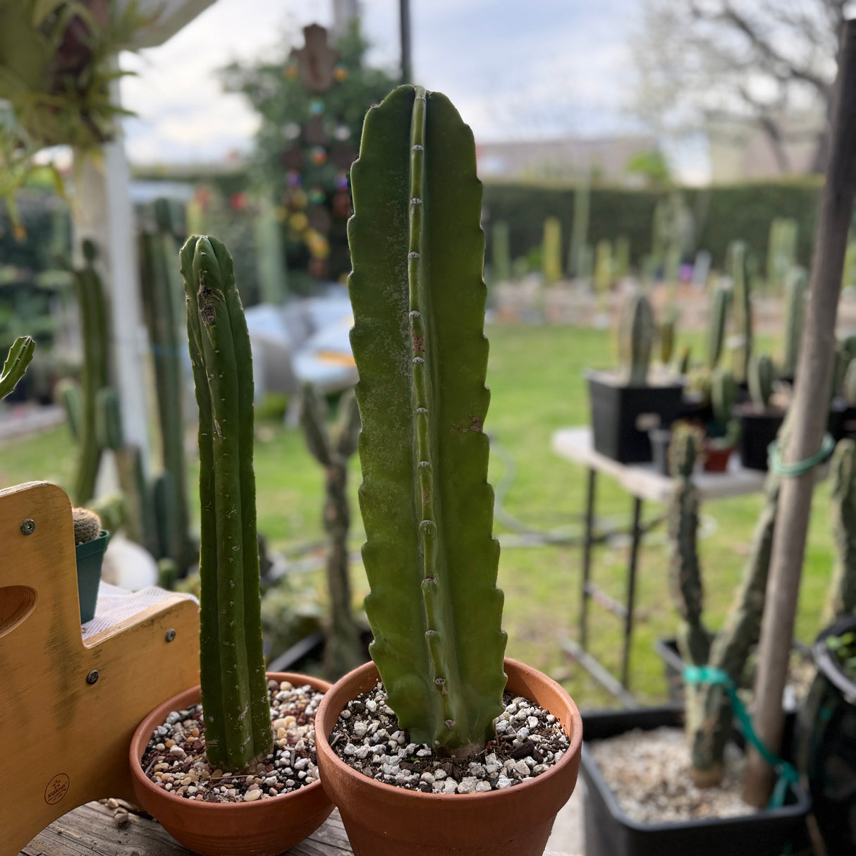 Cereus Repandus - Peruvian Apple Cactus