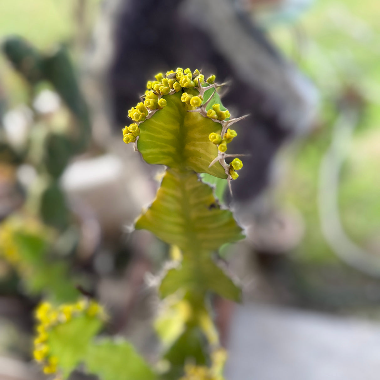 Euphorbia Pseudocactus - Zig Zag Cactus