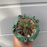 Aloe 'Christmas Sleigh'