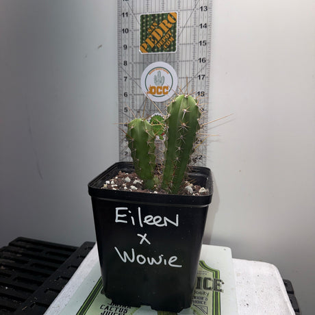 EILEEN x WOWIE - Columnar Cactus Hybrid