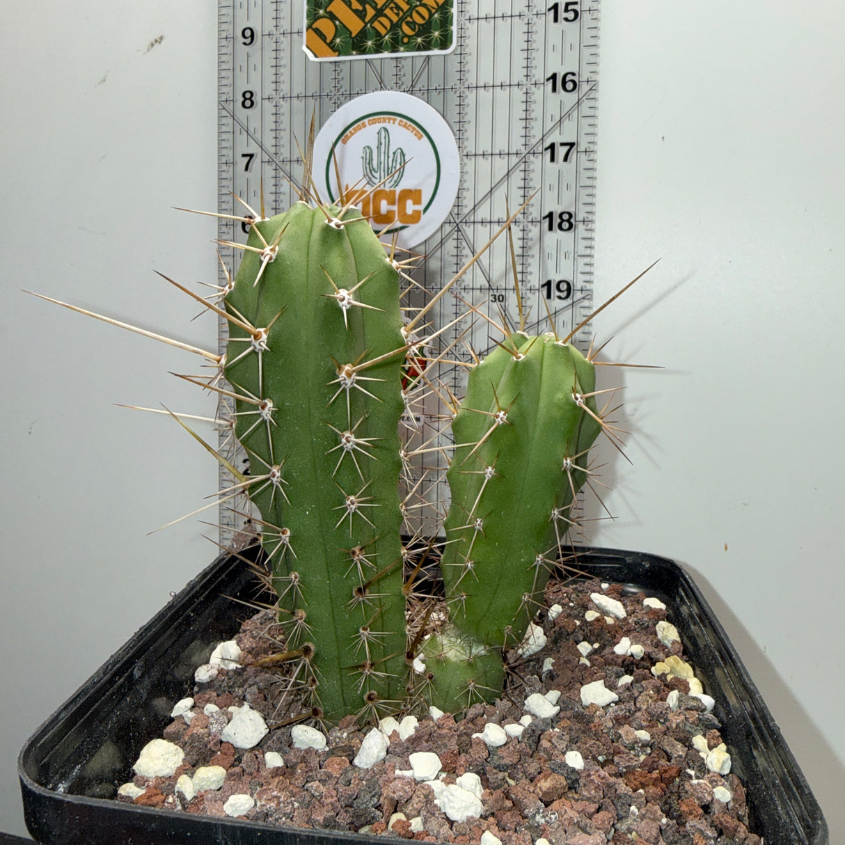 Rare Cactus - Columnar Cactus Hybrid - (EILxWOW)