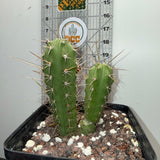 Rare Cactus - Columnar Cactus Hybrid - (EILxWOW)