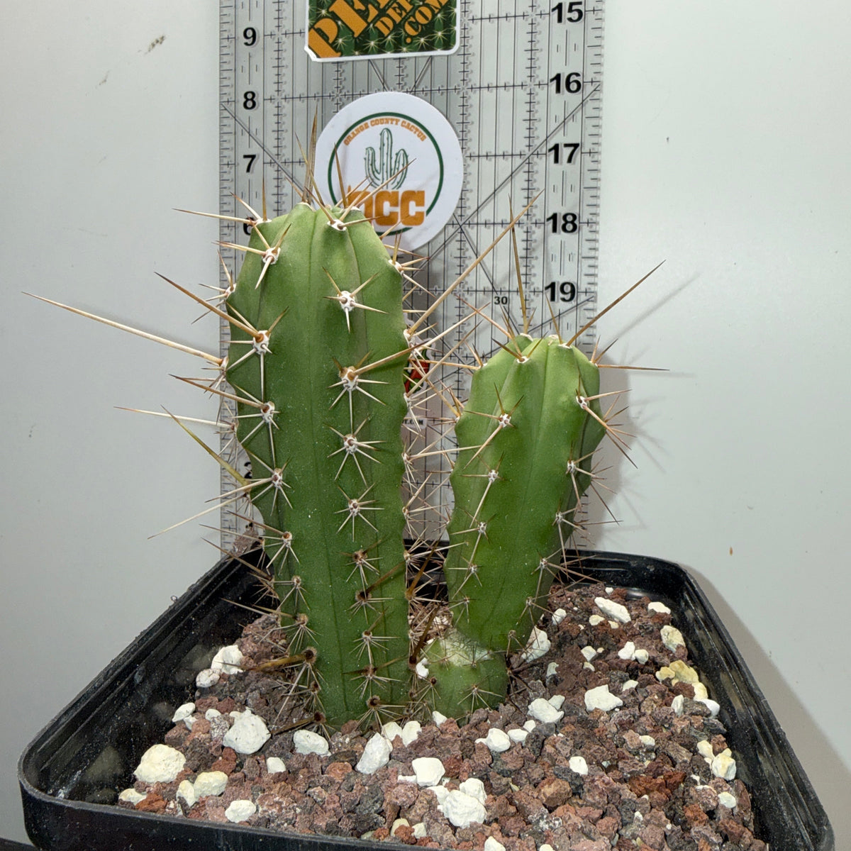 EILEEN x WOWIE - Columnar Cactus Hybrid