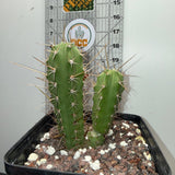 EILEEN x WOWIE - Columnar Cactus Hybrid