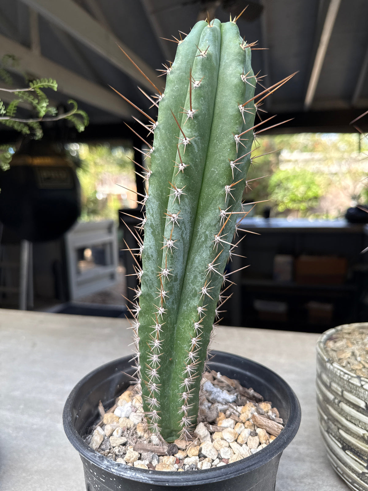 Echinopsis ‘Althea’ × ‘Vari Thai’ Variegated Cactus