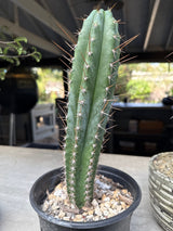 Echinopsis ‘Althea’ × ‘Vari Thai’ Variegated Cactus
