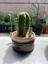 Ferah x Debrah - Columnar Cactus Hybrid