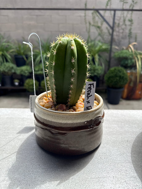 Ferah x Debrah - Columnar Cactus Hybrid