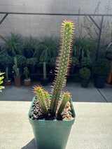 Euphorbia baioensis – Rare Spiny African Succulent