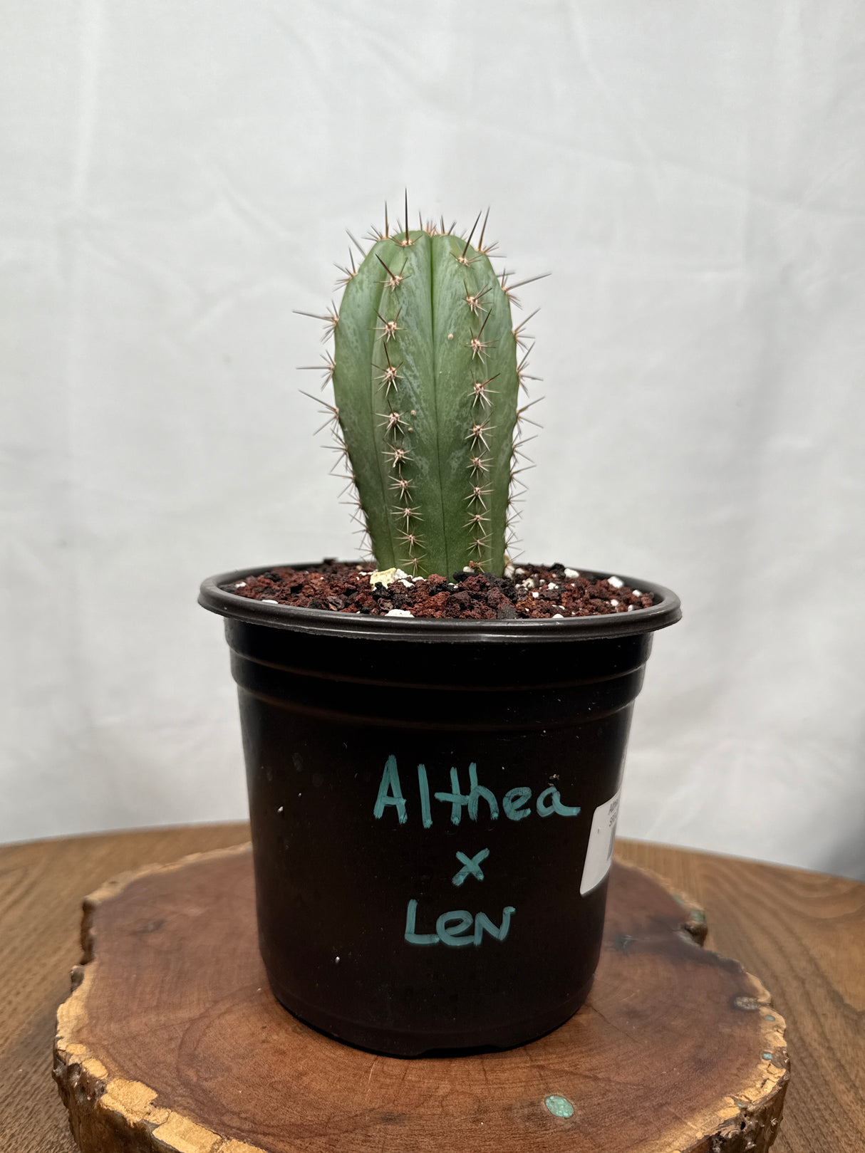 Althea x Len (Drop)