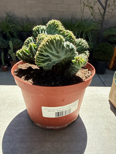 Myrtillocactus Geometrizans 'Elite' – Crested Blue Myrtle Cactus