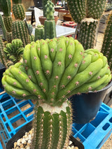 TPM x Scopulicola (Yearlings)