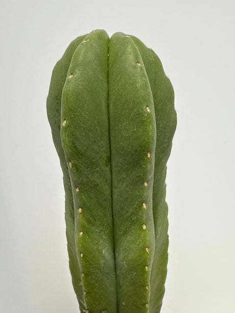 Scop MBX ( MP x BB) (Rooted Plants)