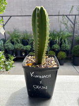 Kimnach × Ogun – Columnar Cactus Hybrid