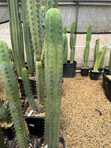 Hutchison 1597 (Grafts)