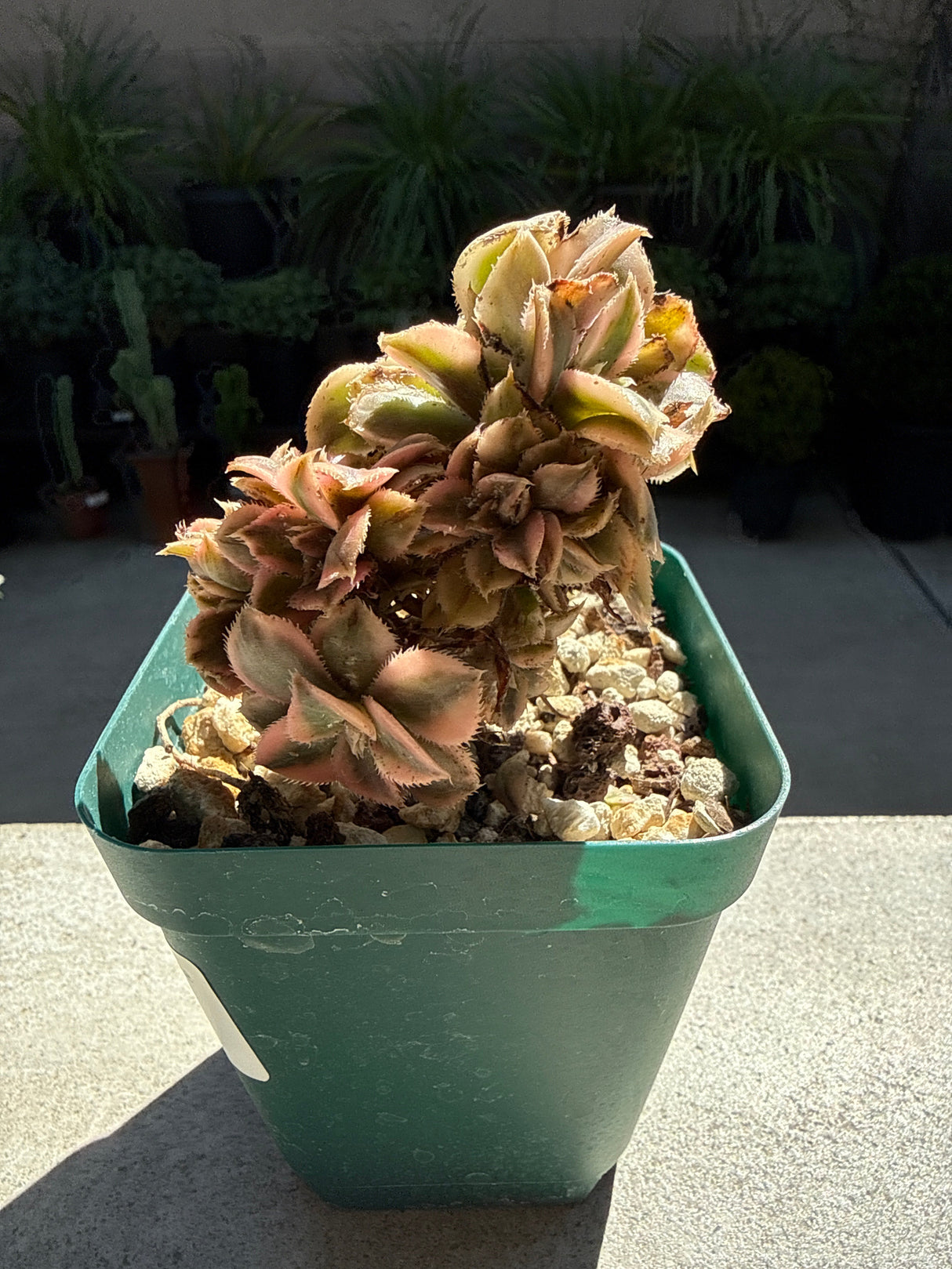 Crested Aeonium 'Kiwi' – Dinner Plate