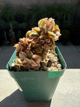 Crested Aeonium 'Kiwi' – Dinner Plate