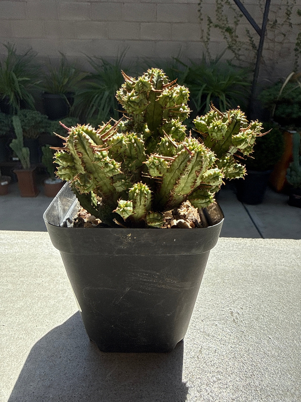 Euphorbia submammillaris – Corncob Euphorbia