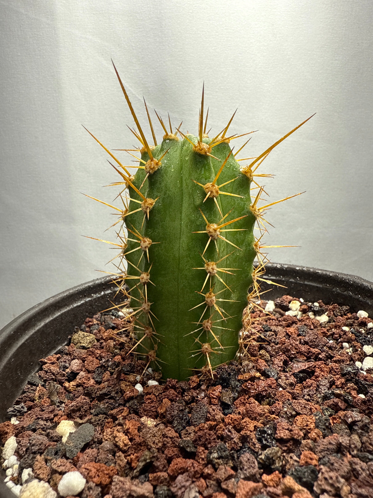 Uyupampensis x Val VRG