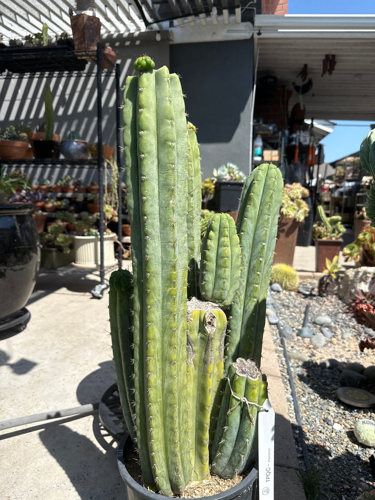 TPQC (Cuttings)