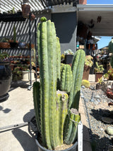 TPQC (Cuttings)