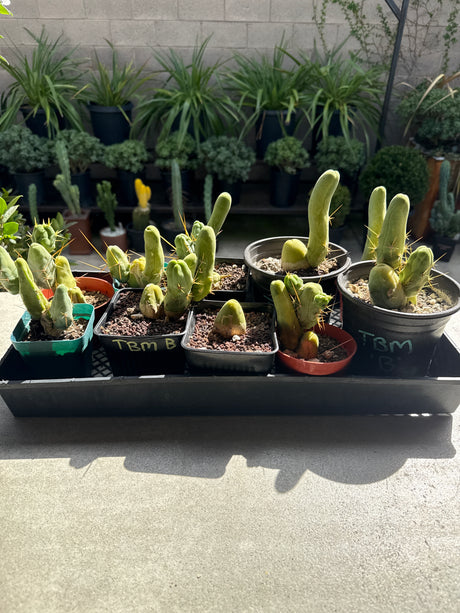 TBM B - Columnar Cactus Clone