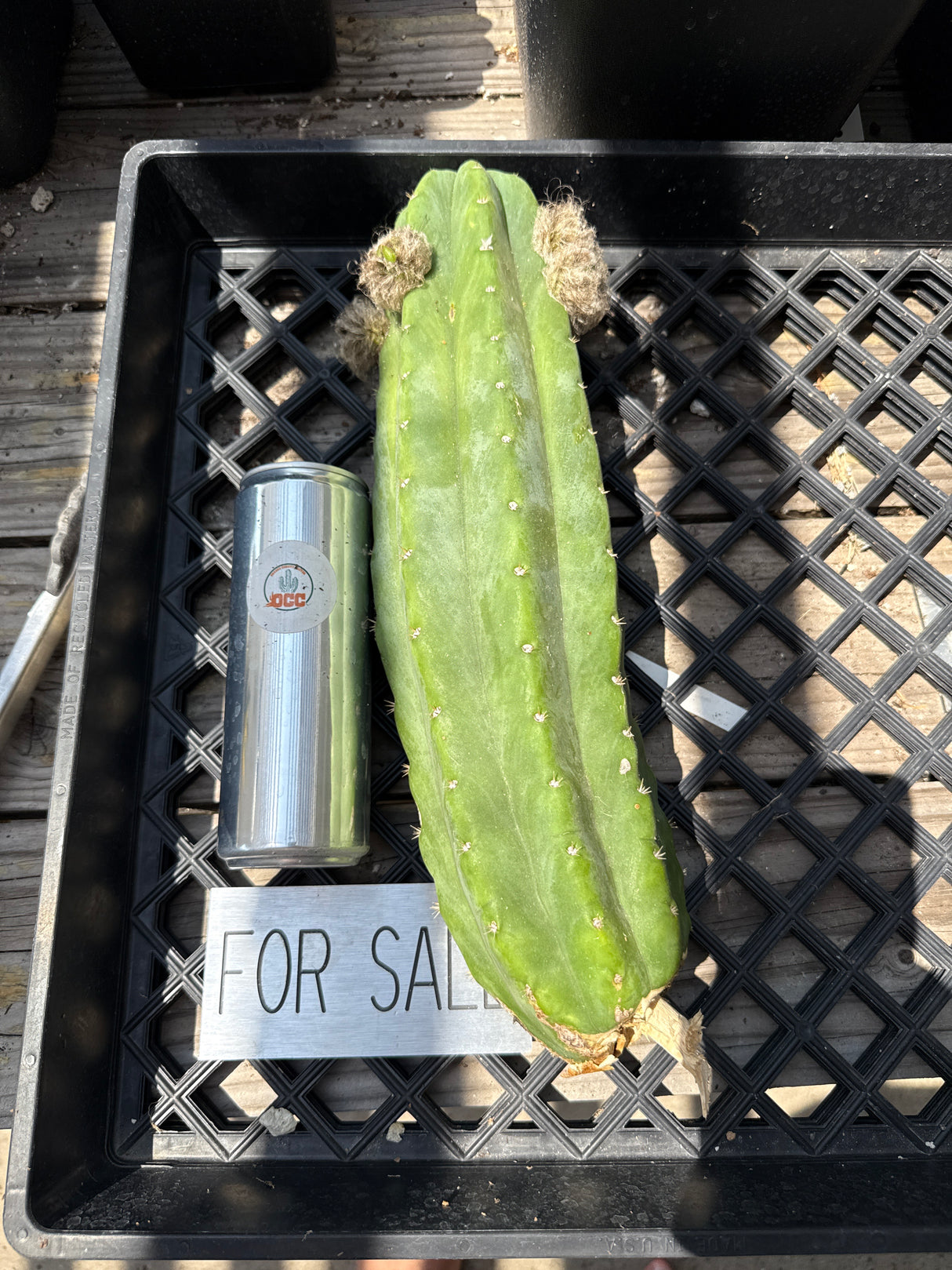 Cactus Kate ‘94 Pachanoi “pc” (Cuttings)