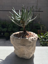 Aloidendron ramosissimum – Maiden's Quiver Tree