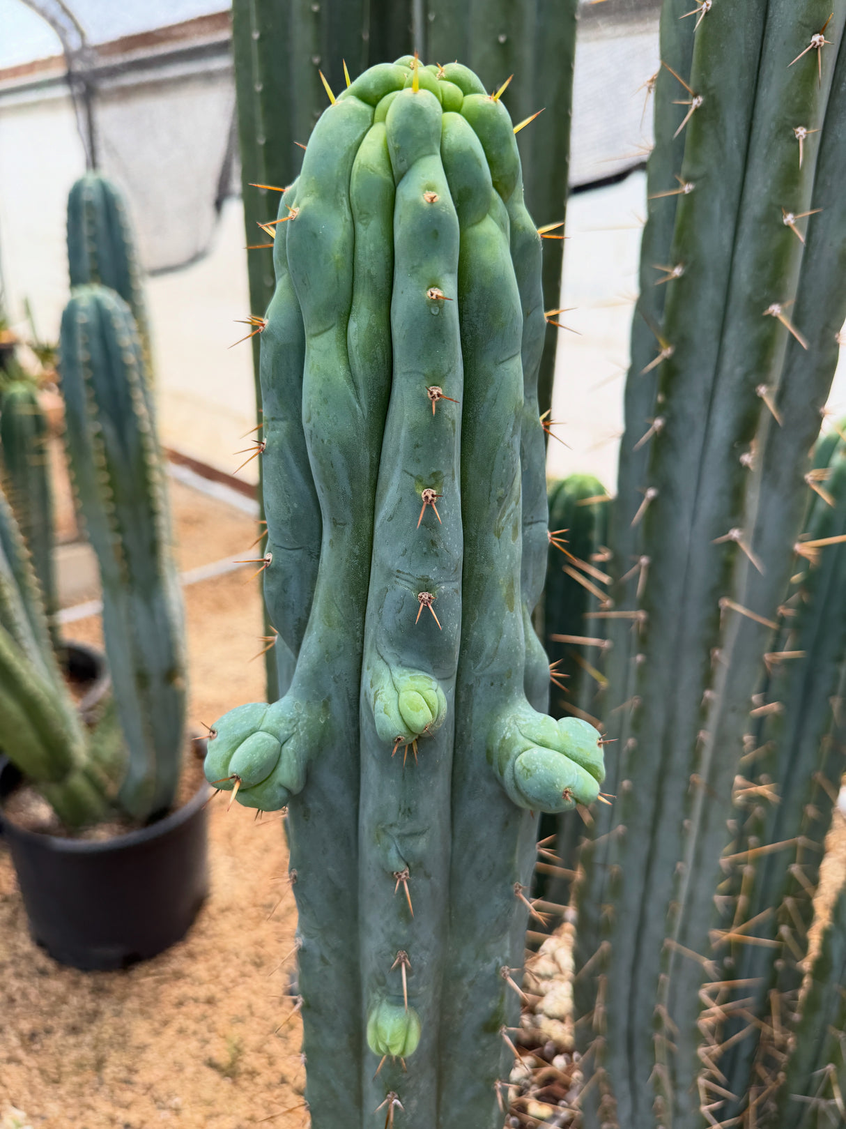 Hemnoid (Grafts)