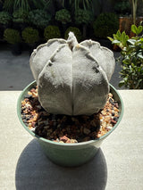 Astrophytum Myriostigma