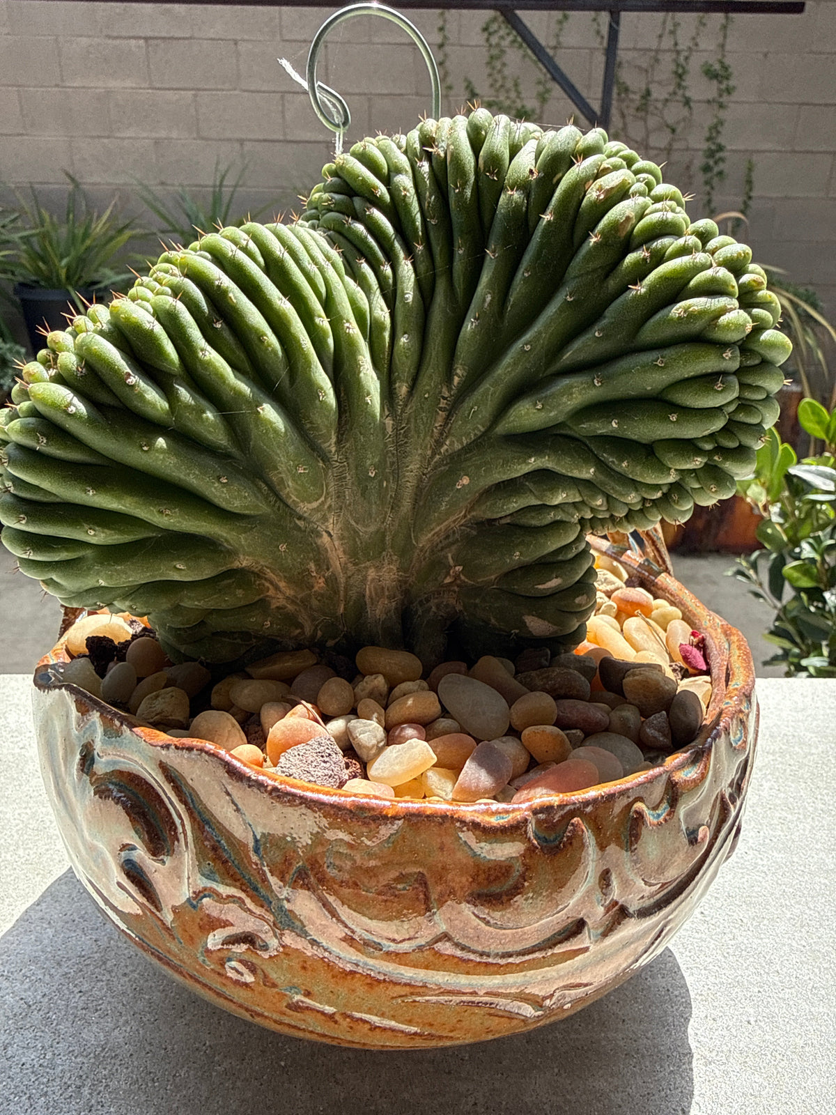 TPM - Cactus Clone -  Monstrose & Crested