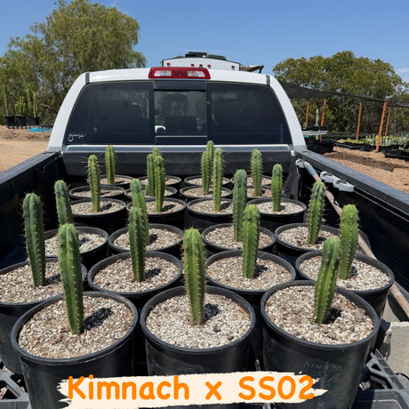 Columnar Cactus Hybrid - (KIMNACH x SS02)