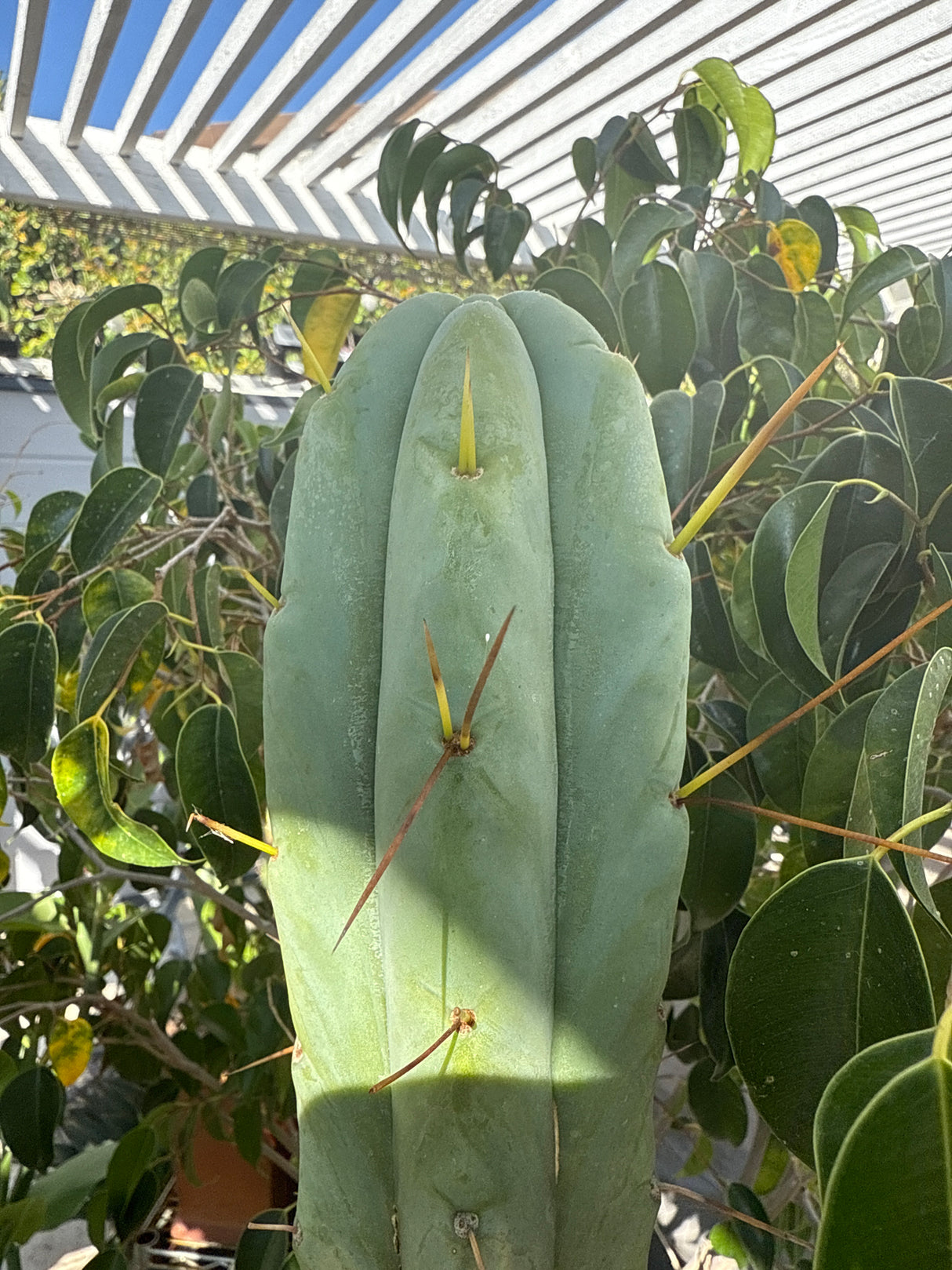 Medicine Man (Cuttings)