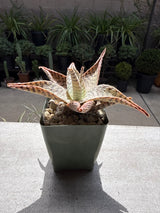Aloe Doran Black
