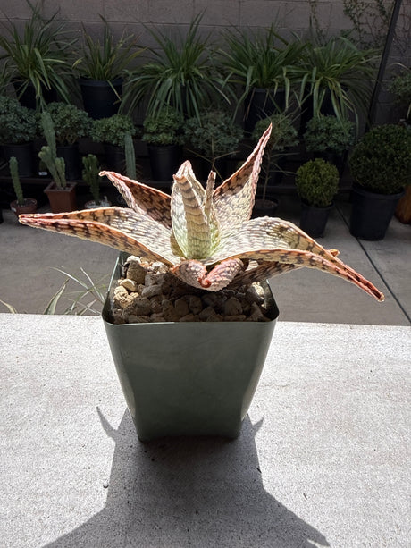 Aloe Doran Black