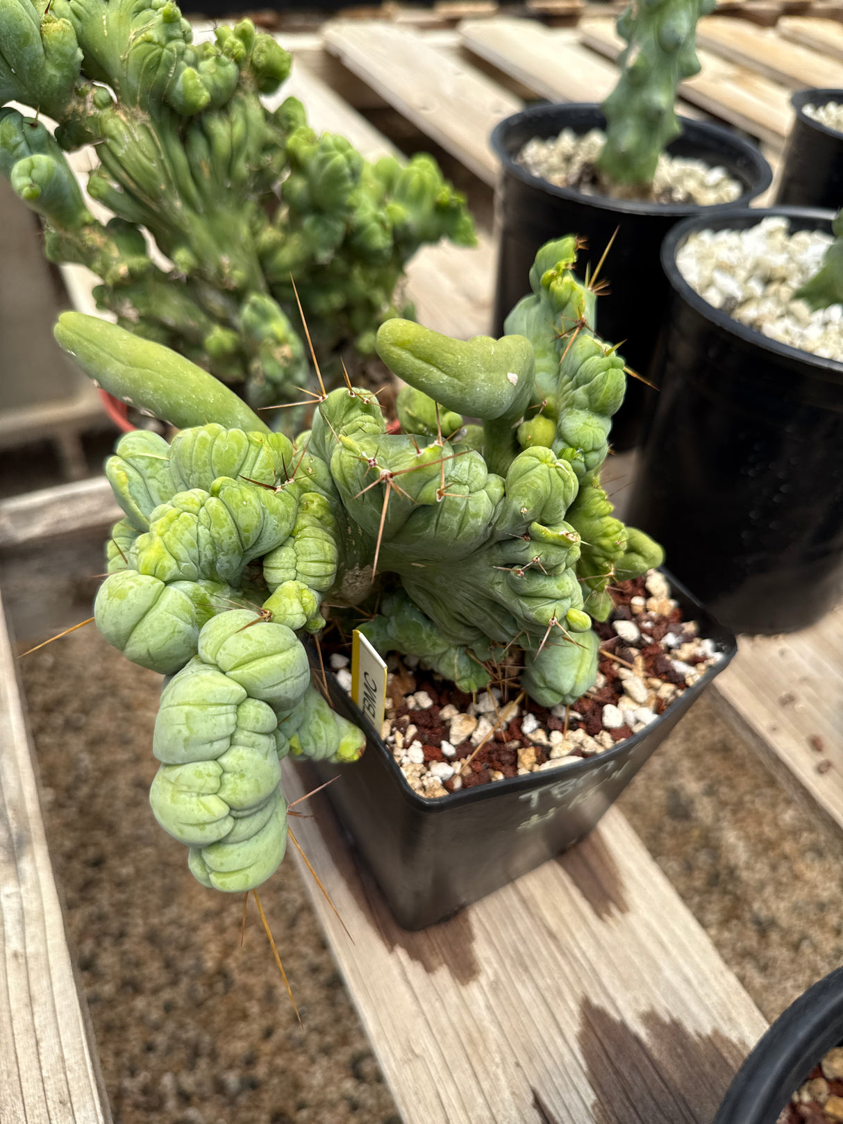 TBM C (Rooted Plants)