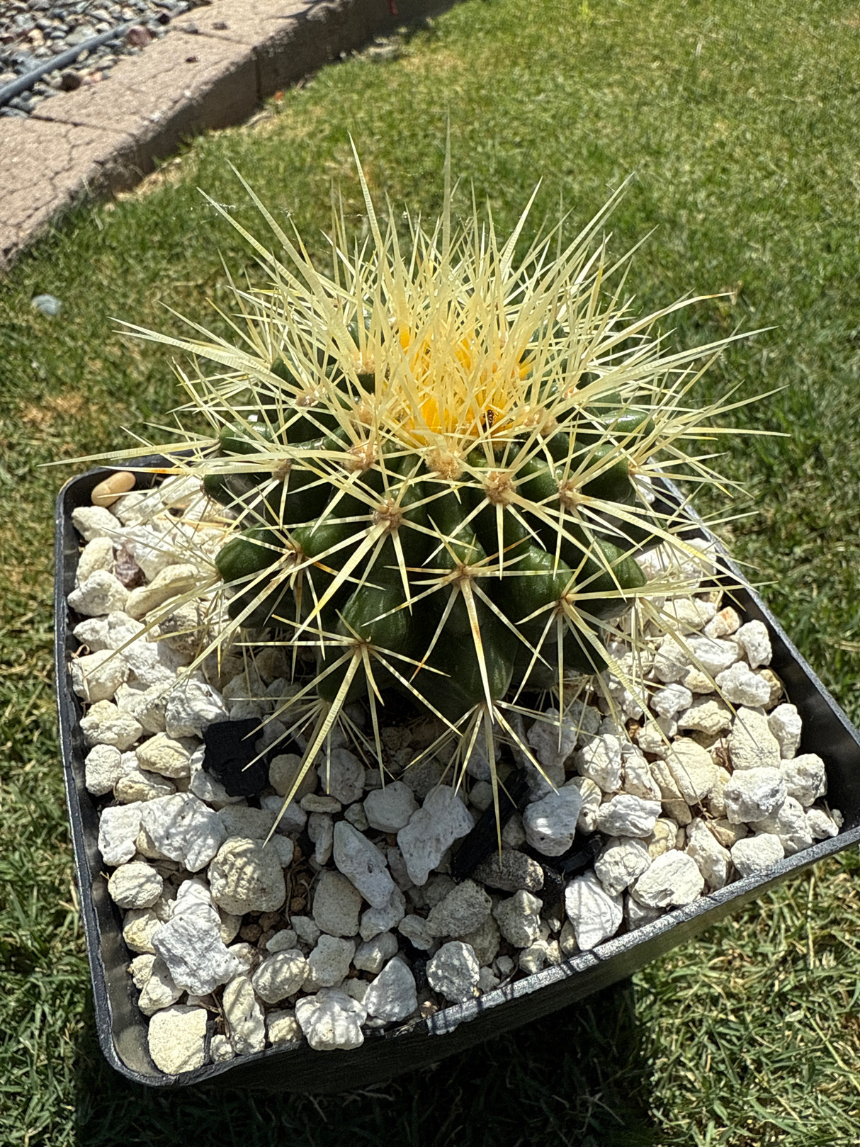 Barrell Cactus (Echinocactus Grusonii) - (Rooted Plants)